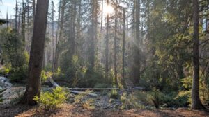 Auf und ab durch Wälder und berge week 2 (c) pacific voices (25)
